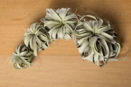 Tillandsia xerographica