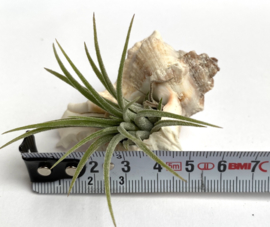 2x white mulli Muscheln+ ionantha