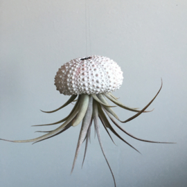 Kleine witte Jellyfish met tillandsia