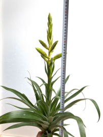 Tillandsia oerstediana XXL