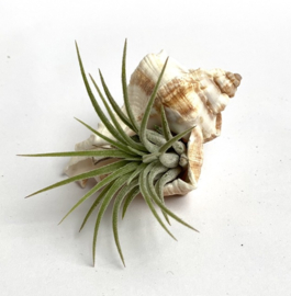 2x  mulli shells + ionantha