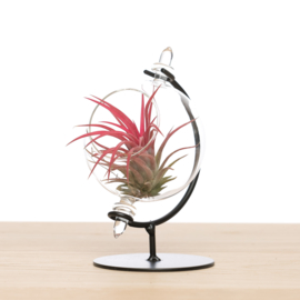 Small Globe with airplant