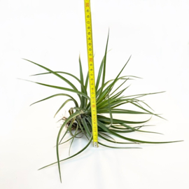 Tillandsia brach. var. Multiflora JUMBO