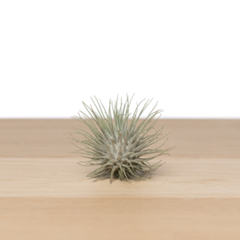 Tillandsia argentea Mexico (SMALL)