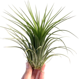 Tillandsia ionantha Scaposa JUMBO