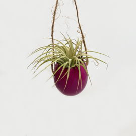 Fel roze ei (touw) + Ionantha