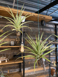 Tillandsia secunda op tak