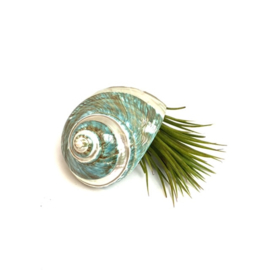 Tillandsia Ionantha XL + (mint) groene  schelp