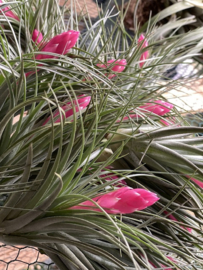 Tillandsia houston