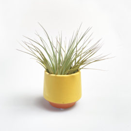 Geel/terra potje klein + airplant