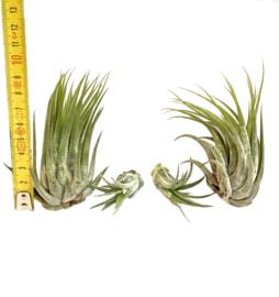 MIX: 2x ionantha scaposa XL & 2x ionantha scaposa small