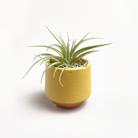 Geel/terra potje klein + airplant