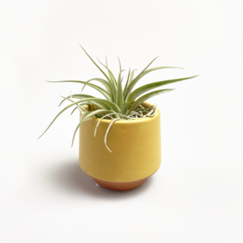 yellow/terra pot small + airplant