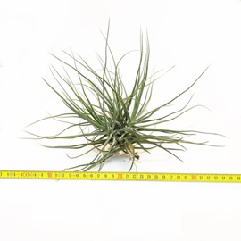 Tillandsia schiedeana XL