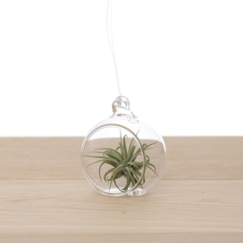 Tillandsia in glass bulb 6cm