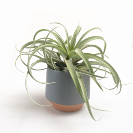 Groot, grijs/terra potje + airplant