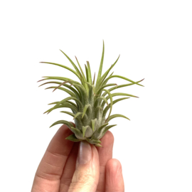 Tillandsia ionantha Rubra