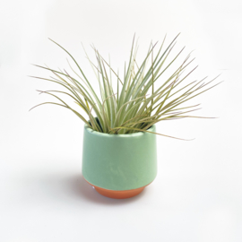 Groen/terra potje klein + airplant