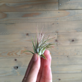 3x ionantha luchtplantjes