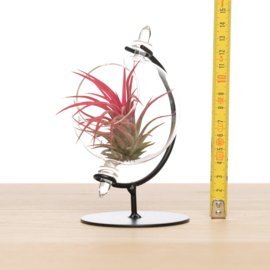 Kleine Globe met airplant