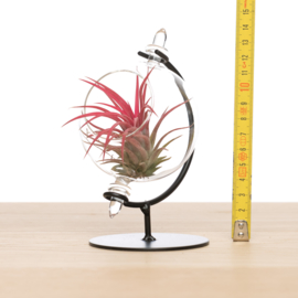 Small Globe with airplant