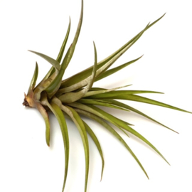 Tillandsia Maya Gold