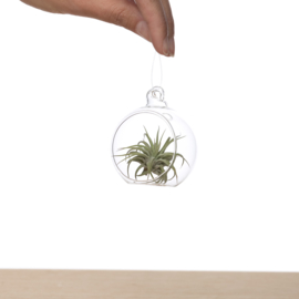 Tillandsia in Glasbol 6cm