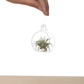 Tillandsia in glass bulb 6cm