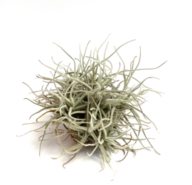 Tillandsia Chusgonensis