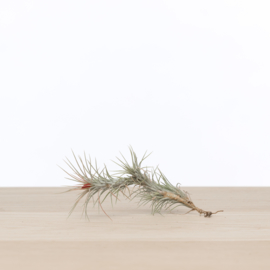 Tillandsia funckiana (single)