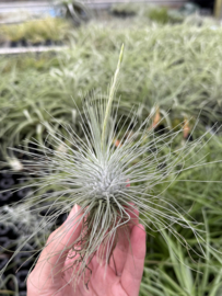 Tillandsia argentea JUMBO