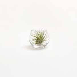 Airplant in small glass vase