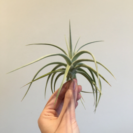Tillandsia ixioides
