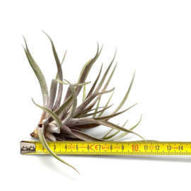 Tillandsia novakii
