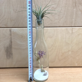 Fles met droogbloemen, ionantha scaposa