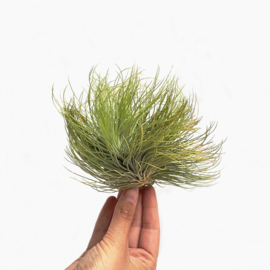 Tillandsia andreana cluster