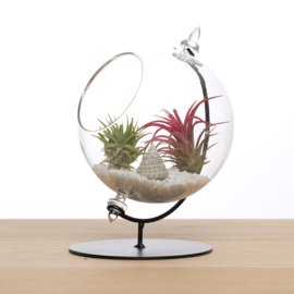 Grote Globe met 2 airplants