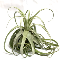 Tillandsia streptophylla XXL