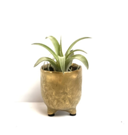 potje GOLD + airplant