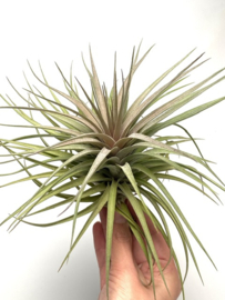 Tillandsia stricta x aeranthos