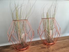 Tillandsia Juncea