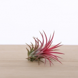 Tillandsia ionantha rood