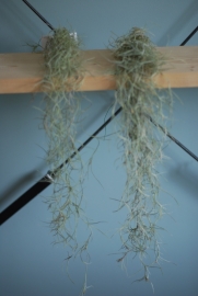 Spanish moss | Tillandsia usneoides