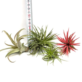 MIX: capitata medium,  rubra XL, fuego large, ionantha rood