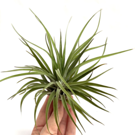 Tillandsia brachycaulos var. Multiflora