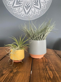 Geel/terra potje klein + airplant