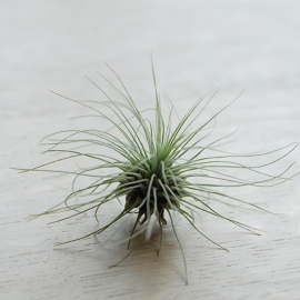 Tillandsia Argentea