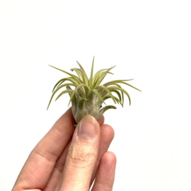 Tillandsia ionantha Rubra