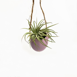 Lilac egg (rope) + ionantha