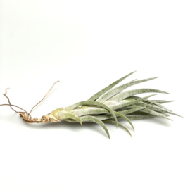 Tillandsia mitlaensis